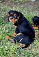 Black and Tan Boy #2 , a male Cavalier King Charles Spaniel for sale in Livermore, CA – 1 of 1