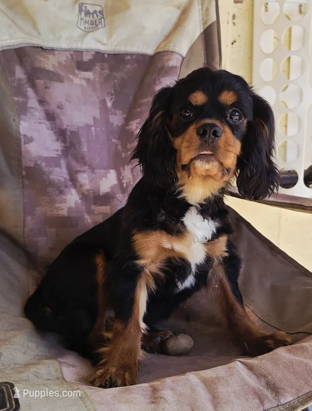 Black and Tan Boy #2  – Cavalier King Charles Spaniel puppy for sale in Livermore, CA