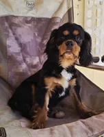 Black and Tan Boy #2 , a male Cavalier King Charles Spaniel for sale in Livermore, CA – 1 of 3