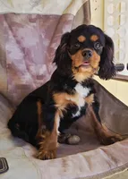 Black and Tan Boy #2 , a male Cavalier King Charles Spaniel for sale in Livermore, CA – 3 of 3