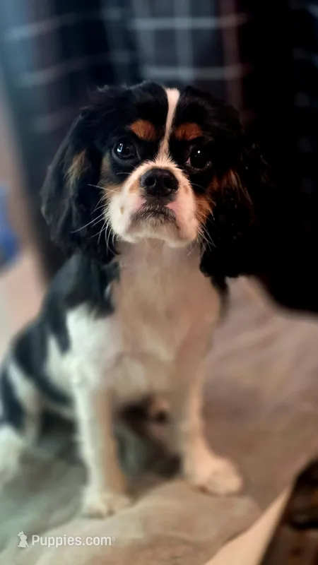 Tricolor Boy #1  – Cavalier King Charles Spaniel puppy for sale in Livermore, CA