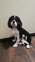 Tricolor Boy #1 , a male Cavalier King Charles Spaniel for sale in Livermore, CA – 3 of 5