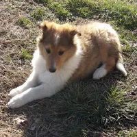 Archie, a male Collie for sale in Garrett, KY – Photo 1 of 4