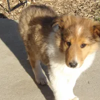 Archie, a male Collie for sale in Garrett, KY – Photo 2 of 4