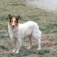 Archie, a male Collie for sale in Garrett, KY – Photo 4 of 4