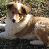 Lexi, a female Collie for sale in Garrett, KY – Photo 3 of 4