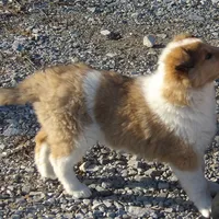 Lexi, a female Collie for sale in Garrett, KY – Photo 2 of 4