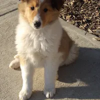 Lexi, a female Collie for sale in Garrett, KY – Photo 1 of 4