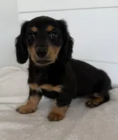 Dakota, a male Miniature Dachshund for sale in Callahan, FL – Photo 3 of 4