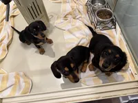 Dakota, a male Miniature Dachshund for sale in Callahan, FL – Photo 4 of 4