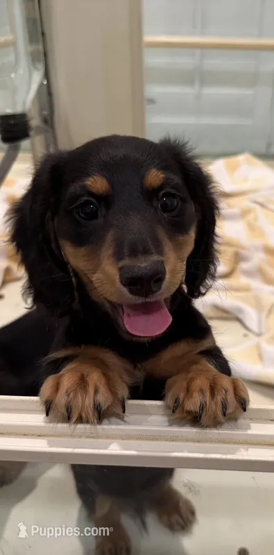 Dakota – Miniature Dachshund puppy for sale in Callahan, FL
