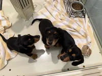 Dakota, a male Miniature Dachshund for sale in Callahan, FL – Photo 2 of 4