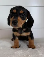 Jackson , a male Miniature Dachshund for sale in Callahan, FL – Photo 2 of 4