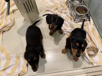 Jackson , a male Miniature Dachshund for sale in Callahan, FL – Photo 4 of 4