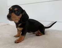 Jackson , a male Miniature Dachshund for sale in Callahan, FL – Photo 3 of 4