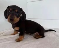 Brodie, a male Miniature Dachshund for sale in Callahan, FL – Photo 1 of 6