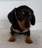 Brodie, a male Miniature Dachshund for sale in Callahan, FL – Photo 3 of 6