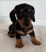 Brodie, a male Miniature Dachshund for sale in Callahan, FL – Photo 5 of 6