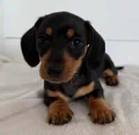 Brodie, a male Miniature Dachshund for sale in Callahan, FL – Photo 4 of 6