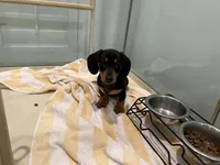 Brodie, a male Miniature Dachshund for sale in Callahan, FL – Photo 6 of 6