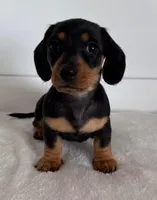 Brodie, a male Miniature Dachshund for sale in Callahan, FL – Photo 2 of 6