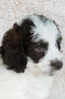 Mr. Green, a male Miniature Bernedoodle for sale in Shelby, NC – 4 of 7
