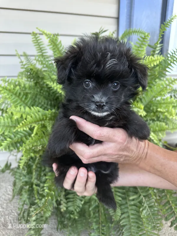 Memphis – Pomapoo puppy for sale in Shelby, NC