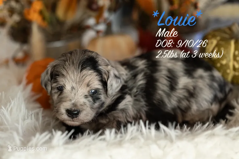 Louie – Miniature Bernedoodle puppy for sale in Shelby, NC