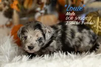 Louie, a male Miniature Bernedoodle for sale in Shelby, NC – 1 of 1