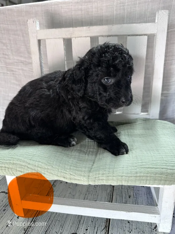 Miss Orange – Bernedoodle puppy for sale in Shelby, NC
