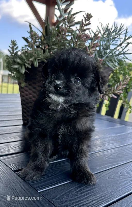 Memphis – Pomapoo puppy for sale in Shelby, NC