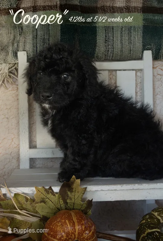 Cooper – Miniature Bernedoodle puppy for sale in Shelby, NC