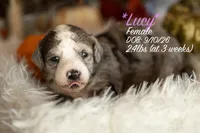 Lucy, a female Miniature Bernedoodle for sale in Shelby, NC – 1 of 1