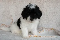 Miss Yellow, a female Miniature Bernedoodle for sale in Shelby, NC – 2 of 8