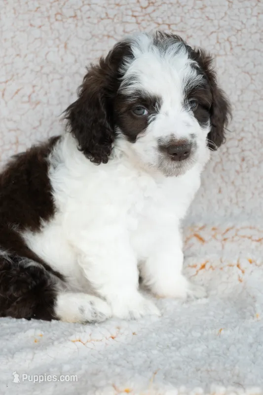 Mr. Green – Bernedoodle puppy for sale in Shelby, NC