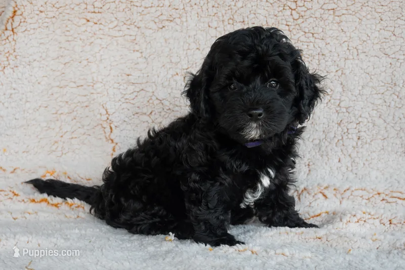 Miss Purple – Bernedoodle puppy for sale in Shelby, NC