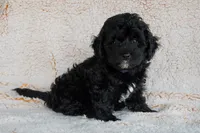 Miss Purple, a female Miniature Bernedoodle for sale in Shelby, NC – 1 of 6