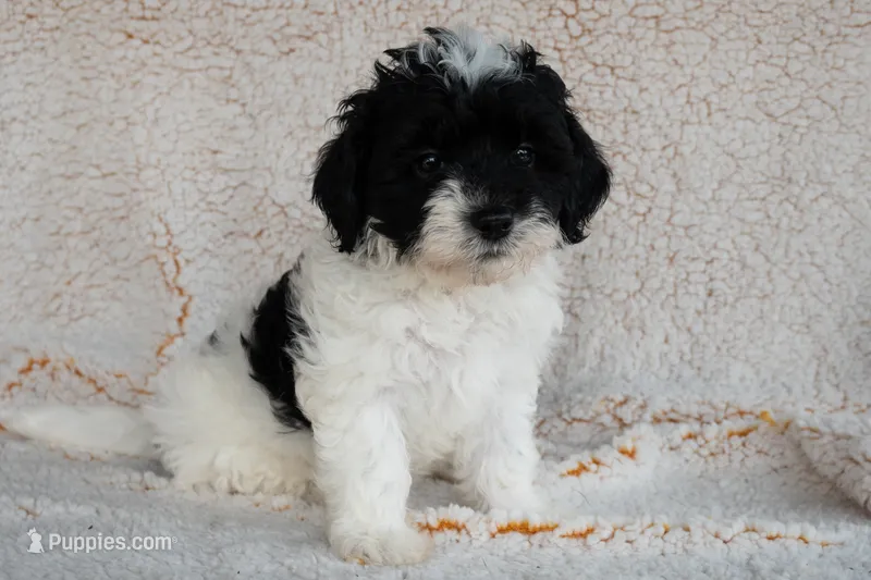 Miss Yellow – Bernedoodle puppy for sale in Shelby, NC