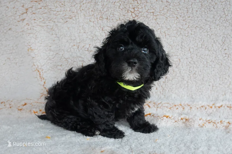 Mr. Lime Green – Bernedoodle puppy for sale in Shelby, NC