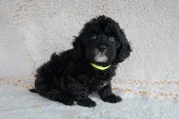 Mr. Lime Green, a male Bernedoodle for sale in Shelby, NC – 1 of 5