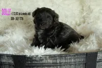 Dolly, a female Pomapoo for sale in Shelby, NC – 1 of 2