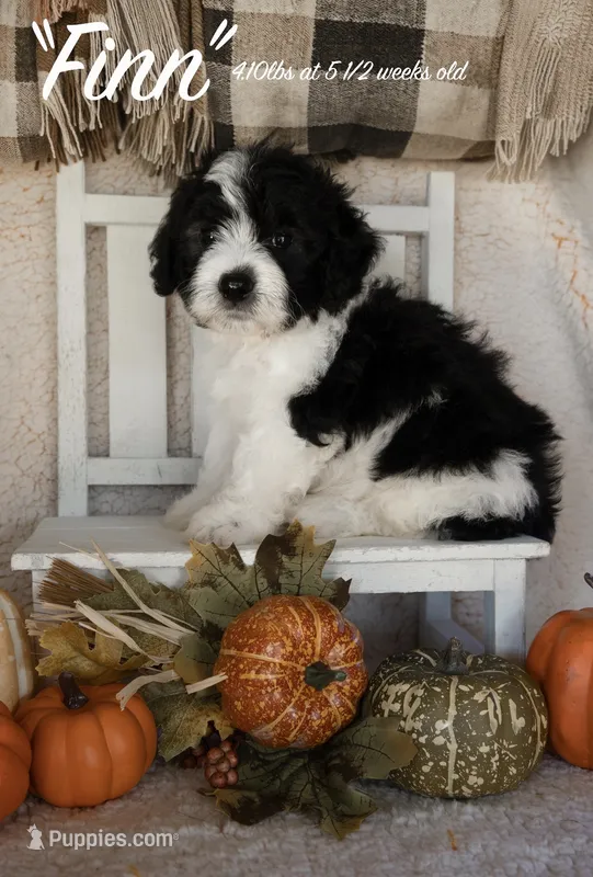 Finn – Miniature Bernedoodle puppy for sale in Shelby, NC
