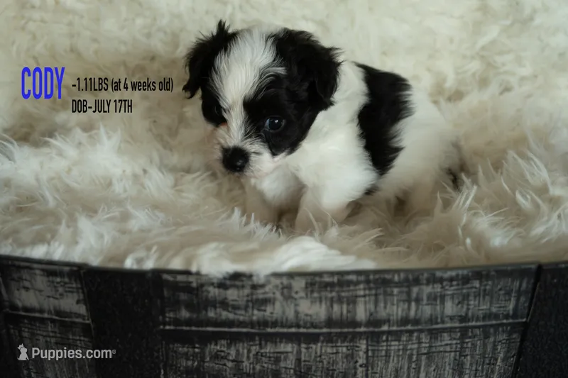 Cody – Pomapoo puppy for sale in Shelby, NC