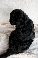 Miss Purple, a female Miniature Bernedoodle for sale in Shelby, NC – 3 of 6