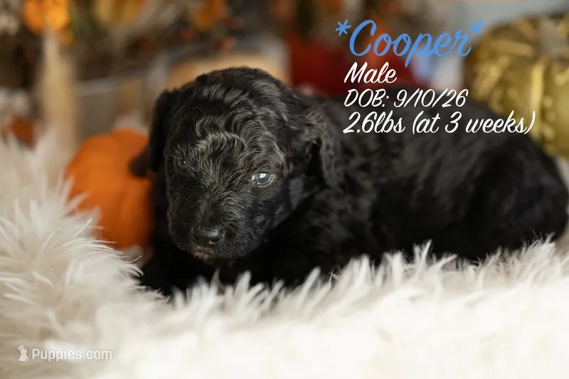 Cooper – Miniature Bernedoodle puppy for sale in Shelby, NC