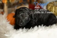 Cooper, a male Miniature Bernedoodle for sale in Shelby, NC – 1 of 1