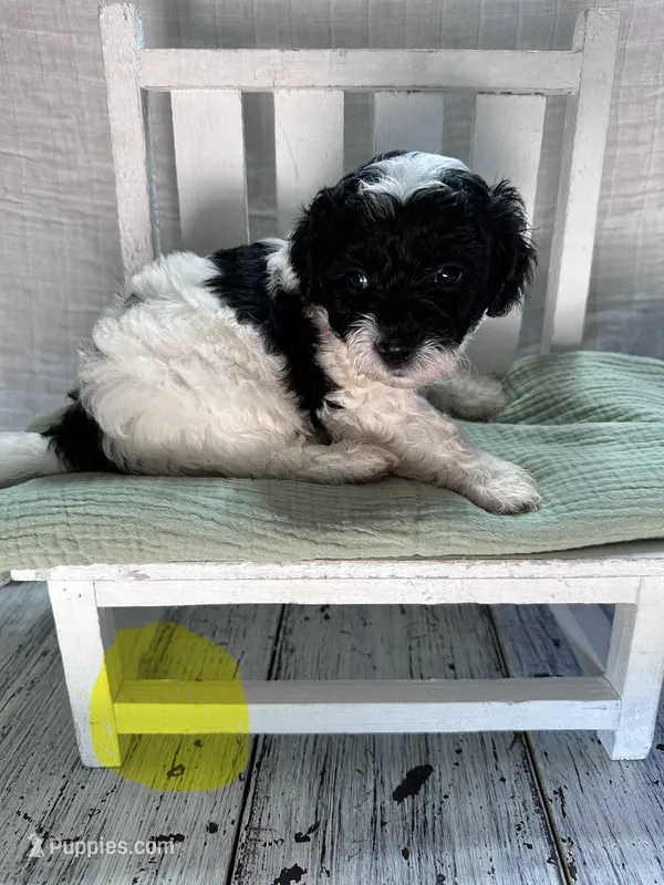 Miss Yellow – Bernedoodle puppy for sale in Shelby, NC
