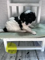 Miss Yellow, a female Miniature Bernedoodle for sale in Shelby, NC – 5 of 8
