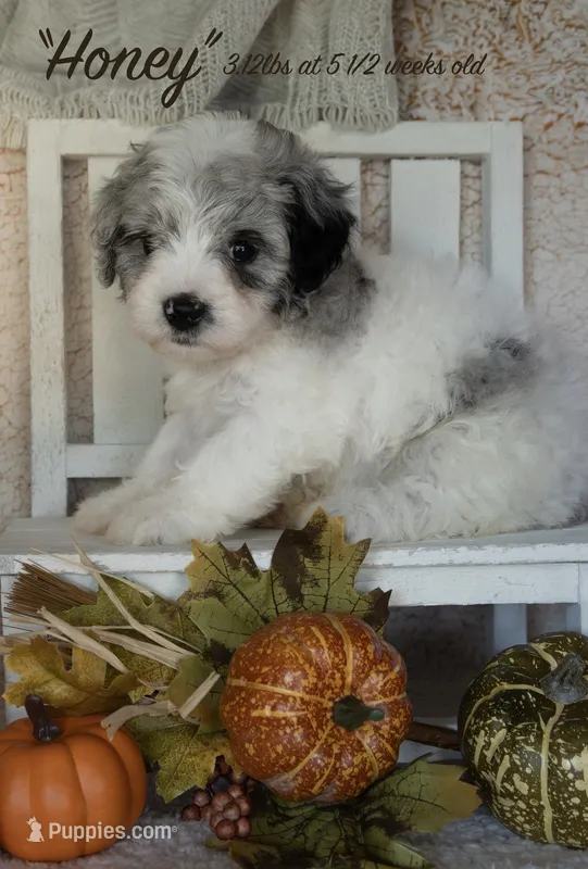 Honey – Miniature Bernedoodle puppy for sale in Shelby, NC