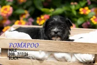 Memphis, a male Pomapoo for sale in Shelby, NC – 2 of 2